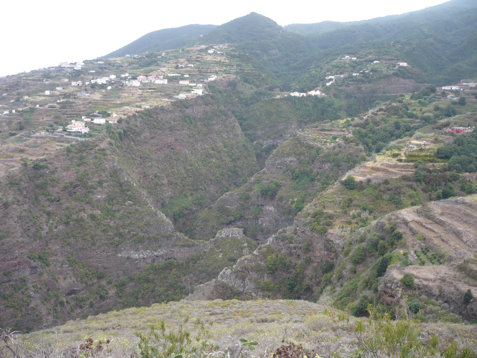 Laurisilva en el barranco de La Galga
